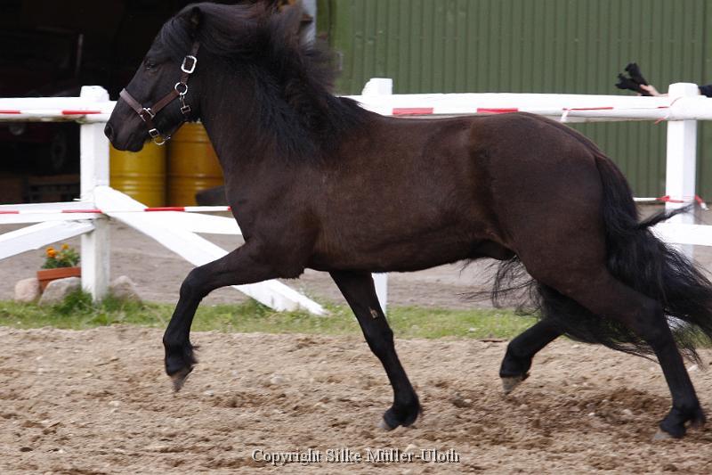 Noah von Heidmoor (9).JPG